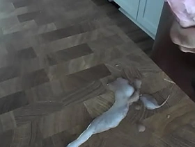 Big load of cum on the kitchen counter